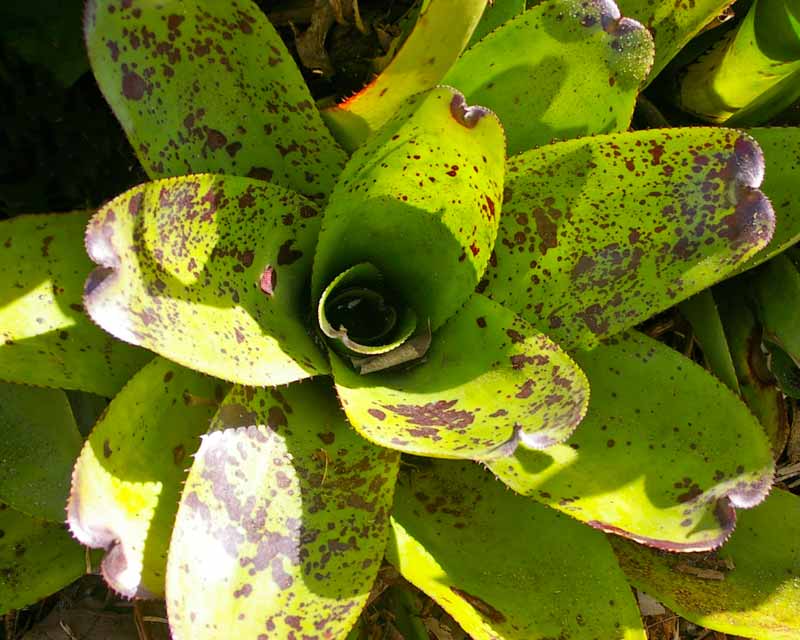 Neoregelia Unknown Cultivar - green leaves have dark marking and brown spines